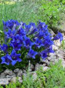 Enzian, Weide-Enzian (Gentiana) blau, Merkmale, foto
