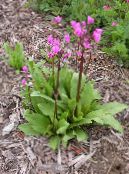 Shooting star, American Cowslip, Indian Chief, Rooster Heads, Pink Flamingo Plant (Dodecatheon) pink, characteristics, photo