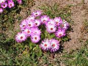 Livingstone Daisy (Dorotheanthus (Mesembryanthemum)) pink, characteristics, photo