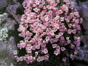 Douglasia, Rocky Mountain Dwarf-Primrose, Vitaliana  pink, characteristics, photo