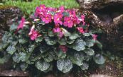 Incarvillea, Dwarf Hardy Gloxinia (Incarvillea mairei) pink, characteristics, photo