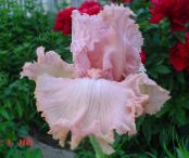 Iris (Iris barbata) pink, characteristics, photo