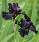 Iris (Iris barbata) black, characteristics, photo