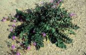 Sand Verbena (Abronia) pink, characteristics, photo