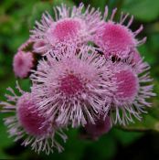 Floss Flower (Ageratum houstonianum) pink, characteristics, photo