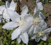Garden Flowers Clematis photo, characteristics white