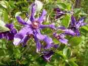 Garden Flowers Clematis photo, characteristics purple