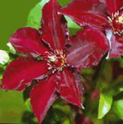 Garden Flowers Clematis photo, characteristics red