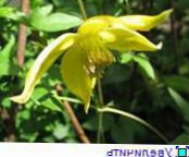 Garden Flowers Clematis photo, characteristics yellow