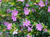 Cuphea  lilac, characteristics, photo