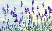 Garden Flowers Lavender, Lavandula photo, characteristics blue