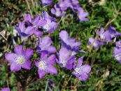 Linum perennial  lilac, characteristics, photo