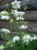 Garden Flowers Columbine flabellata, European columbine, Aquilegia photo, characteristics white