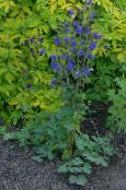 Garden Flowers Columbine flabellata, European columbine, Aquilegia photo, characteristics blue