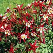 Garden Flowers Columbine flabellata, European columbine, Aquilegia photo, characteristics red
