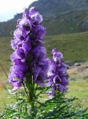 Stormhatt (Aconitum) violett, egenskaper, foto