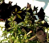 Petunia  black, characteristics, photo