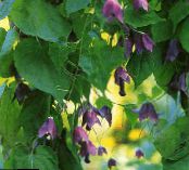 Purple Bell Vine (Rhodochiton) purple, characteristics, photo