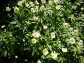 Canada Anemone, Meadow Anemone (Anemone canadensis) white, characteristics, photo