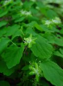 Rue anemone (Anemonella thalictroides) green, characteristics, photo