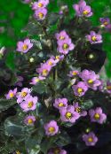 Persian Violet, German Violet (Exacum affine) pink, characteristics, photo