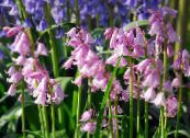 Spanish Bluebell, Wood Hyacinth (Endymion hispanicus, Hyacinthoides hispanica) pink, characteristics, photo