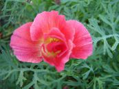 California Poppy (Eschscholzia californica) pink, characteristics, photo