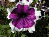 Petunia Fortunia (Petunia x hybrida Fortunia) purple, characteristics, photo