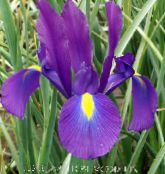 Dutch Iris, Spanish Iris (Xiphium) purple, characteristics, photo