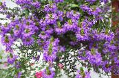 Fairy Fan Flower (Scaevola aemula) purple, characteristics, photo