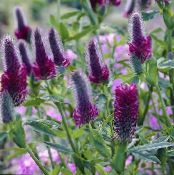 Red Feathered Clover, Ornamental Clover, Red Trefoil (Trifolium rubens) purple, characteristics, photo