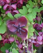 Five Leaf Akebia, Chocolate Vine (Akebia quinata) purple, characteristics, photo