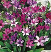 Baboon Flower (Babiana, Gladiolus strictus, Ixia plicata) purple, characteristics, photo
