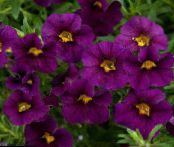 Calibrachoa, Million Bells  purple, characteristics, photo
