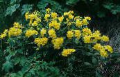 Arnebia (Arnebia  pulchra) sárga, jellemzők, fénykép