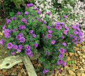 New England aster (Aster novae-angliae) lilac, characteristics, photo