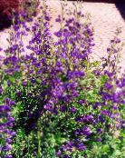 False indigo (Baptisia) purple, characteristics, photo