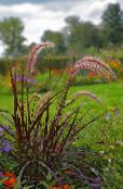 Garden Plants Millet cereals, Panicum photo, characteristics burgundy,claret
