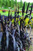 Garden Plants Millet cereals, Panicum photo, characteristics purple