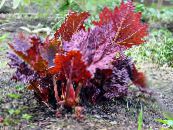 Rhubarb, Pieplant, Da Huang (Rheum) Leafy Ornamentals burgundy,claret, characteristics, photo