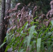 Spangle grass, Wild oats, Northern Sea Oats (Chasmanthium) Cereals brown, characteristics, photo