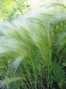 Foxtail barley, Squirrel-Tail (Hordeum jubatum) Cereals silvery, characteristics, photo