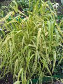 Bowles Golden Grass, Golden Millet Grass, Golden Wood Millet (Milium effusum) Cereals yellow, characteristics, photo