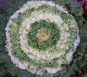 Flowering Cabbage, Ornamental Kale, Collard, Cole (Brassica oleracea)  white, characteristics, photo