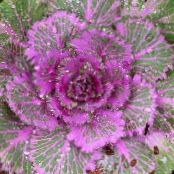 Flowering Cabbage, Ornamental Kale, Collard, Cole (Brassica oleracea)  purple, characteristics, photo