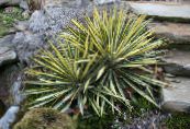Garden Plants Adam's Needle, Spoonleaf Yucca, Needle-Palm leafy ornamentals, Yucca filamentosa photo, characteristics multicolor