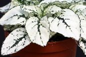 Polka dot plant, Freckle Face (Hypoestes) Leafy Ornamentals white, characteristics, photo