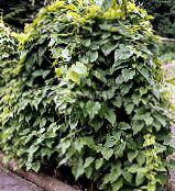 Dioscorea Caucasica  Grønne Pryd mørk grønn, kjennetegn, bilde