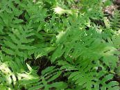 Woodward Siatki (Woodwardia areolata) Paprocie zielony, charakterystyka, zdjęcie