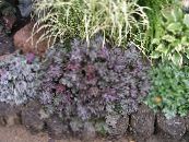 Heuchera, Coral flower, Coral Bells, Alumroot  Leafy Ornamentals purple, characteristics, photo